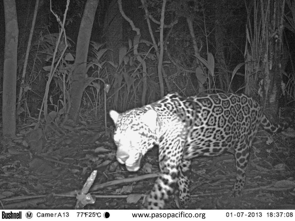 Jaguar caught in camera trap image. From http://blogs.scientificamerican.com/thoughtful-animal/youe28099ll-never-guess-how-biologists-lure-jaguars-to-camera-traps/