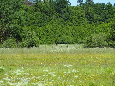 Glimpse of red deer in the meadows next to Białowieża forest