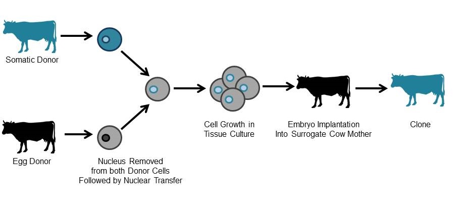 Somatic Cell Nuclear Transfer (aka- Cloning) The nucleus of the diploid somatic cell is transferred into the de-nucleated egg cell, before implantation of the zygote into a surrogate.