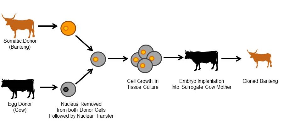 Interspecies Cloning Differing from "regular" cloning due to the use of two different species, where the diploid somatic cell comes from an endangered species and the de-nucleated egg cell and surrogate are from a domesticated species.